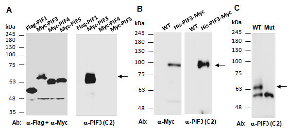 PIF3 Antibody Western (Abiocode)