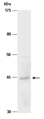 PRMT8 Antibody Western (Abiocode)