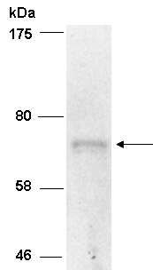 MUC20 Antibody Western (Abiocode)