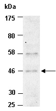 BMP2 Antibody Western (Abiocode)