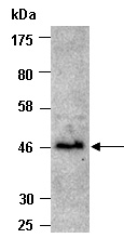 BMP9 Antibody Western (Abiocode)