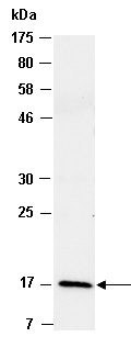 IL-17 Antibody Western (Abiocode)