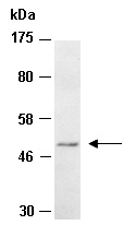 HAT1 Antibody Western (Abiocode)