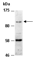 FLT3 Antibody Western (Abiocode)