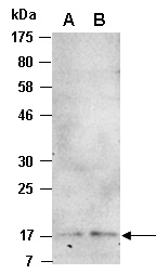 IL-13 Antibody Western (Abiocode)