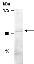 CD29 Antibody Western (Abiocode)
