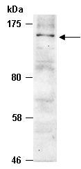 B220 Antibody Western (Abiocode)