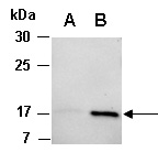 IL-4 Antibody Western (Abiocode)