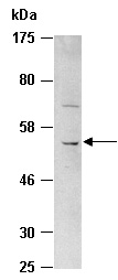 CXCR4 Antibody Western (Abiocode)