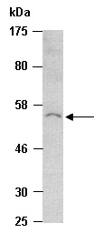 CXCR4 Antibody Western (Abiocode)