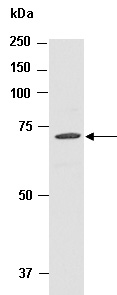 DNER Antibody Western (Abiocode)