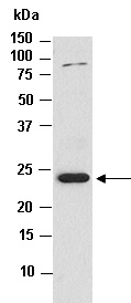HP1alpha Antibody Western (Abiocde)