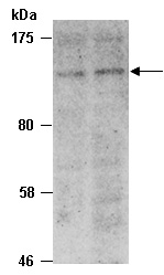 CD31 Antibody Western (Abiocode)