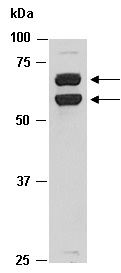 KLF4 Antibody Western (Abiocode)