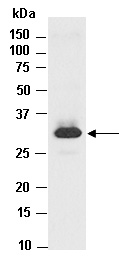 HNMT Antibody Western (Abiocode)