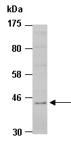 ADRM1 Antibody Western (Abiocode)