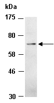 FPN Antibody Western (Abiocode)