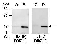IL4 Antibody Western (Abiocode)