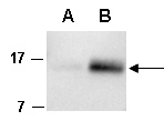 FLT3L Antibody Western (Abiocode)