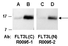 FLT3L Antibody Western (Abiocode)