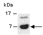 CCL22 Antibody Western (Abiocode)