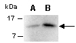 FGF2 Antibody Western (Abiocode)