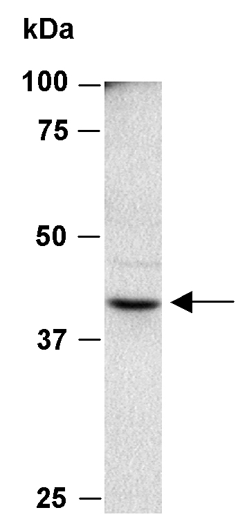 BMI1 Antibody Western