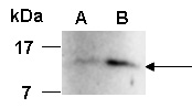 FGF1 Antibody Western (Abiocode)