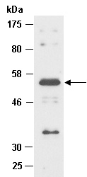 CD86 Antibody Western (Abiocode)