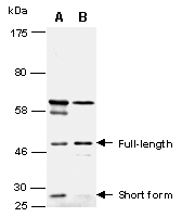 MFGE8 Antibody Western (Abiocode)