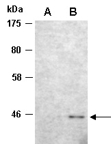 Foxp3 Antibody Western (Abiocode)