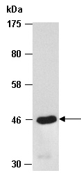 CNPASE Antibody Western (Abiocode)
