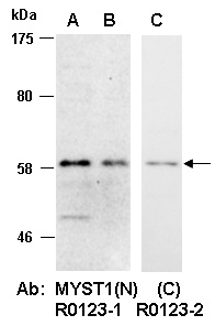 MYST1 Antibody Western (Abiocode)