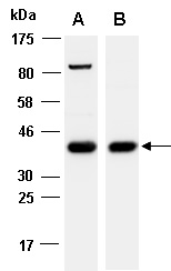 SYP Antibody Western (Abiocode)