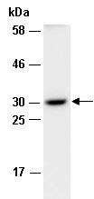 PGF Antibody Western (Abiocode)