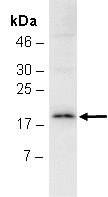 NPPA Antibody Western (Abiocode)