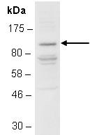 ZHX2 Antibody Western (Abiocode)