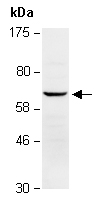 ELF4 Antibody Western (Abiocode)