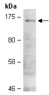 ZBTB38 Antibody Western (Abiocode)