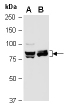 CUL4A Antibody Western (Abiocode)