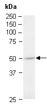 GSK3A Antibody Western (Abiocode)