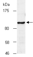SIDT1 Antibody Western (Abiocode)
