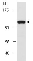 ZEB2 Antibody Western (Abiocode)
