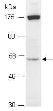 SOX4 Antibody Western (Abiocode)