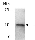 IL21 Antibody Western (Abiocode)