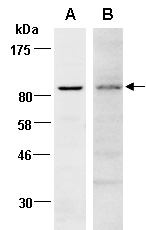EZH2 Antibody Western (Abiocode)