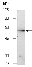 CXCR2 Antibody Western (Abiocode)