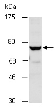 EOMES Antibody Western (Abiocode)