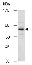 PIAS1 Antibody Western (Abiocode)