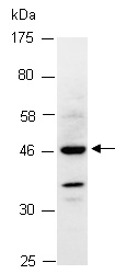 SMDF Antibody Western (Abiocode)